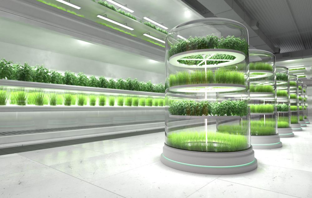 How to Improve Plant Growth Hydroponically