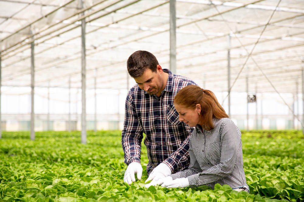 Hydroponic Growing Tips & Insights